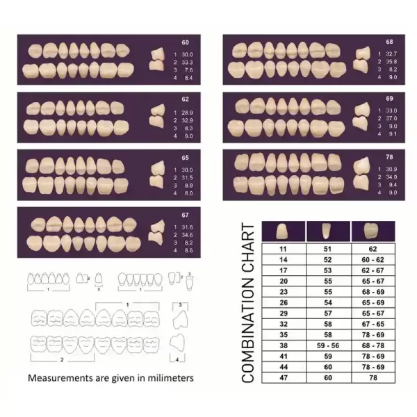 Dinti artificiali in 2 straturi NT UNAY 28 bucati/set - imagine 2