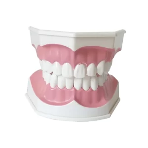 Model dentar cu perie dinti