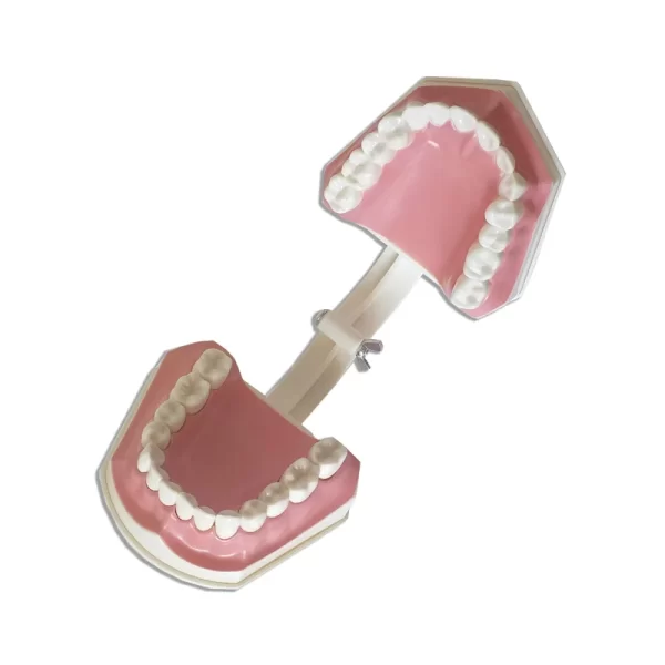 Model dentar - imagine 2